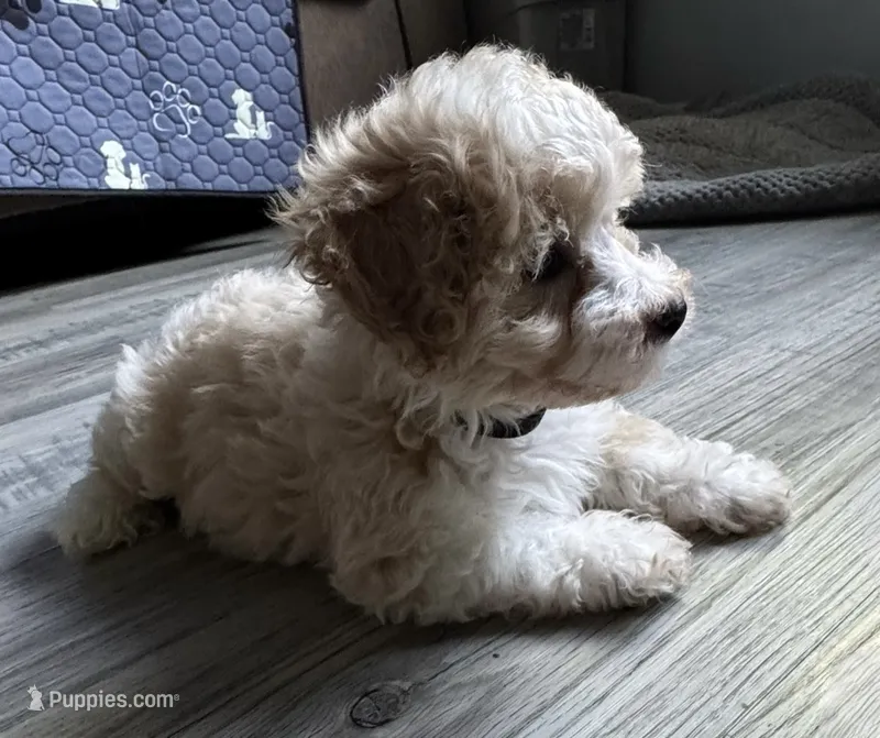 Pretzel  – Poodle - Toy , Bichpoo puppy for sale in Waukegan, IL