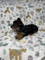 Twix, a male Yorkshire Terrier for sale in Waukegan, IL – Photo 2 of 3