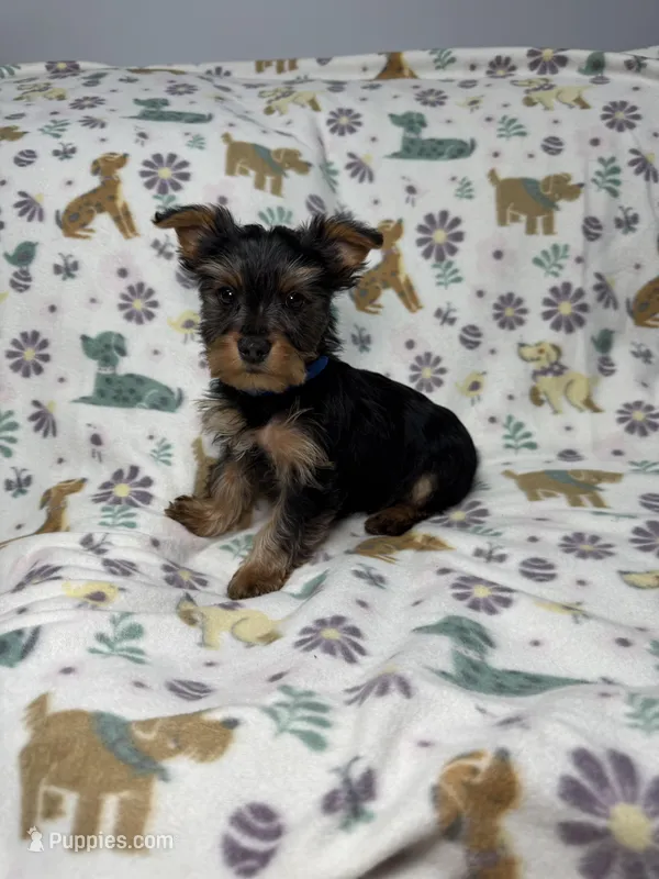 Twix – Yorkshire Terrier puppy for sale in Waukegan, IL