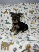 Twix, a male Yorkshire Terrier for sale in Waukegan, IL – Photo 1 of 3