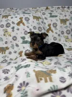 Twix, a male Yorkshire Terrier for sale in Waukegan, IL – Photo 3 of 3