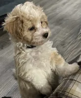 Pretzel , a male Poodle - Toy  and Bichpoo for sale in Waukegan, IL – 2 of 2