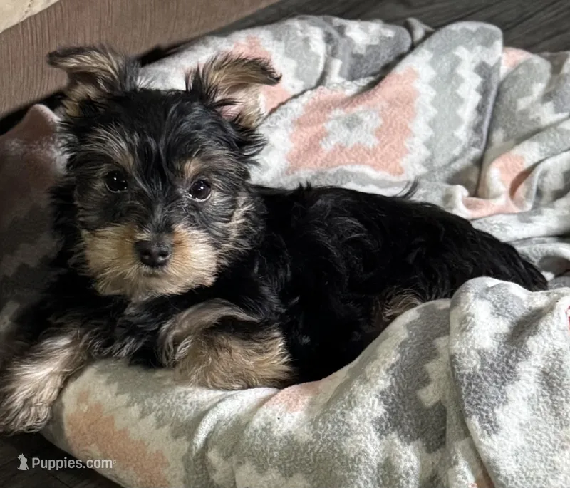Shiny  – Yorkshire Terrier puppy for sale in Waukegan, IL
