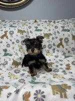 Shiny , a female Yorkshire Terrier for sale in Waukegan, IL – Photo 3 of 3