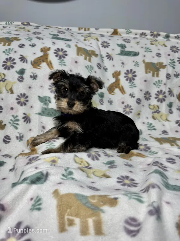 Shiny  – Yorkshire Terrier puppy for sale in Waukegan, IL