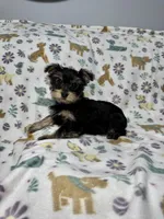 Shiny , a female Yorkshire Terrier for sale in Waukegan, IL – Photo 1 of 3