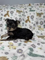 Shiny , a female Yorkshire Terrier for sale in Waukegan, IL – Photo 2 of 3