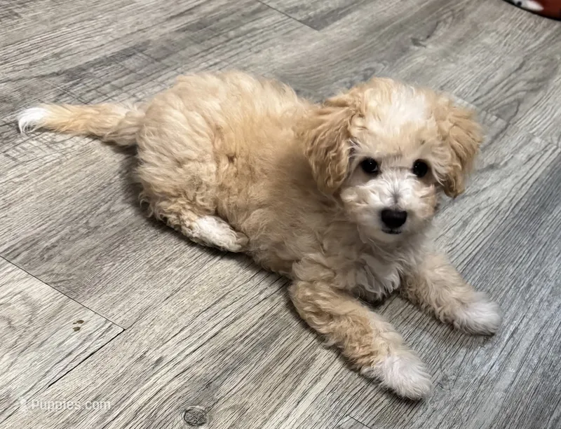 Cubby  – Poodle - Toy , Bichpoo puppy for sale in Waukegan, IL