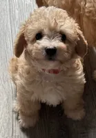 Cubby , a male Poodle - Toy  and Bichpoo for sale in Waukegan, IL – 2 of 2