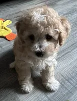 Chunky , a male Poodle - Toy  and Bichpoo for sale in Waukegan, IL – 1 of 1