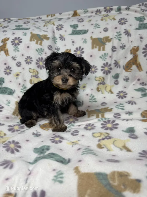 Acai  – Yorkshire Terrier puppy for sale in Waukegan, IL