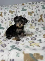 Acai , a female Yorkshire Terrier for sale in Waukegan, IL – Photo 1 of 3