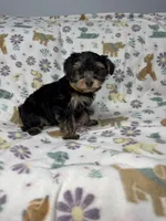 Acai , a female Yorkshire Terrier for sale in Waukegan, IL – Photo 3 of 3