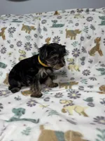 Acai , a female Yorkshire Terrier for sale in Waukegan, IL – Photo 2 of 3