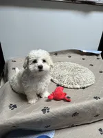 processed/4c481c92-4512-43fb-b685-84da345a1c64/listing/bcd835ea-15ab-4a81-b3de-2b2e12c70d9d/99dee59b-3b28-47d3-8230-1c8f2cd559a6