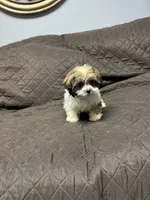 Bruno, a male Havanese and Shih Tzu for sale in Waukegan, IL – Photo 2 of 4