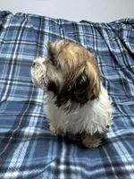 Bruno, a male Havanese and Shih Tzu for sale in Waukegan, IL – Photo 4 of 4
