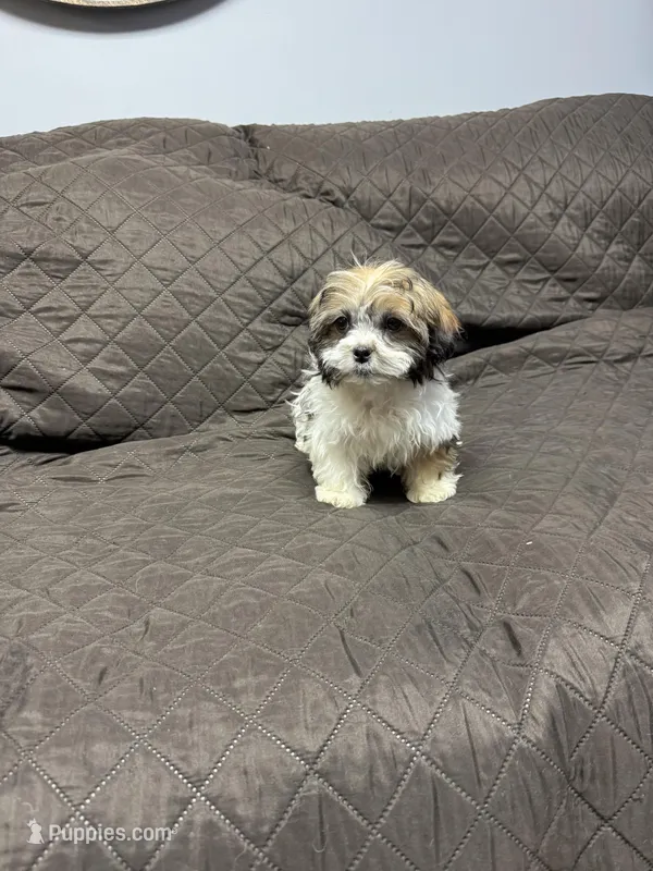 Bruno – Havanese, Shih Tzu puppy for sale in Waukegan, IL