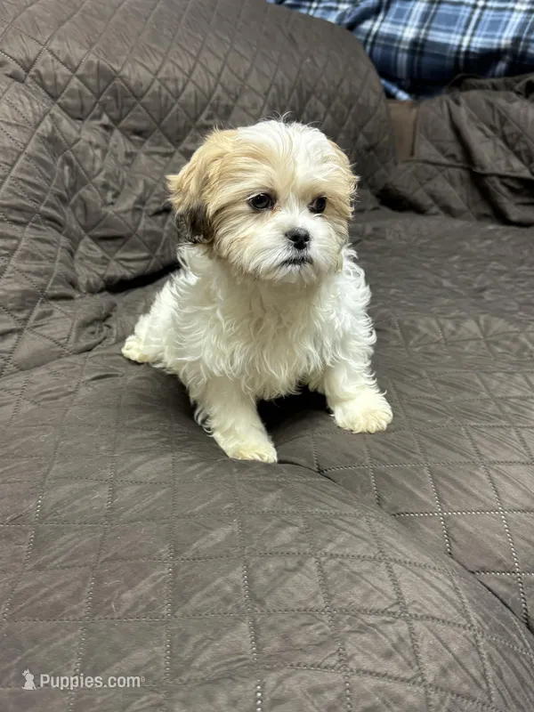 Buttons  – Havanese, Shih Tzu puppy for sale in Waukegan, IL