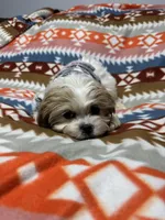 Buttons , a female Havanese and Shih Tzu for sale in Waukegan, IL – Photo 4 of 4
