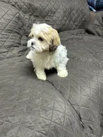 Buttons , a female Havanese and Shih Tzu for sale in Waukegan, IL – Photo 3 of 4