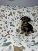 Raisin, a female Yorkshire Terrier for sale in Waukegan, IL – Photo 3 of 3