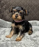 Raisin, a female Yorkshire Terrier for sale in Waukegan, IL – Photo 2 of 3