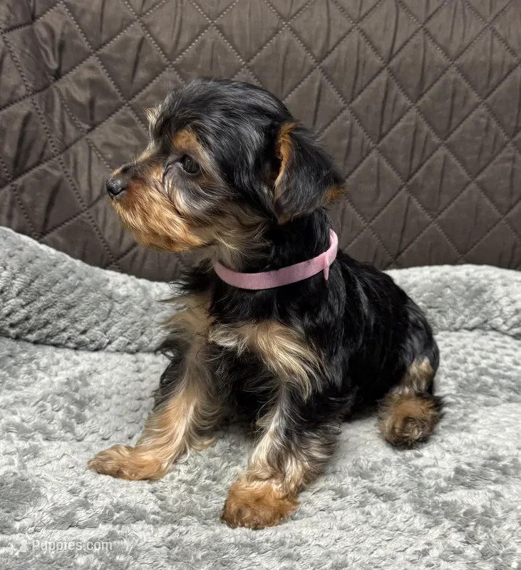 Raisin – Yorkshire Terrier puppy for sale in Waukegan, IL