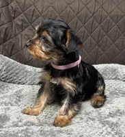 Raisin, a female Yorkshire Terrier for sale in Waukegan, IL – Photo 1 of 3