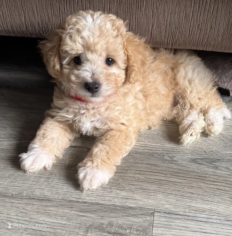 Cubby  – Poodle - Toy , Bichpoo puppy for sale in Waukegan, IL