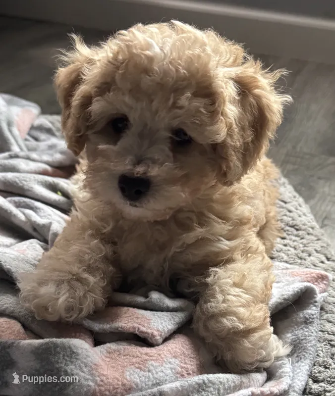 Chunky  – Poodle - Toy , Bichpoo puppy for sale in Waukegan, IL