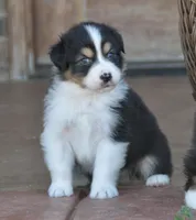 BS BTM 2, a male Australian Shepherd for sale in Burkburnett, TX – Photo 3 of 7