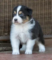 BS BTM 2, a male Australian Shepherd for sale in Burkburnett, TX – Photo 4 of 7