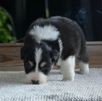 BS BTM 2, a male Australian Shepherd for sale in Burkburnett, TX – Photo 7 of 7