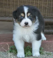 BS BTM 2, a male Australian Shepherd for sale in Burkburnett, TX – Photo 5 of 7