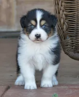 BS BTM 2, a male Australian Shepherd for sale in Burkburnett, TX – Photo 1 of 7