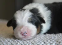 processed/4c497512-d754-4094-87fd-64c2d595a44b/listing/dc5a9247-f2d4-4608-8e66-7d361515b1cc/60c60848-305d-4a1f-a1dc-baeb4de8a3cb