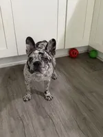 JenniMini, a female French Bulldog for sale in San Diego, CA – 2 of 3