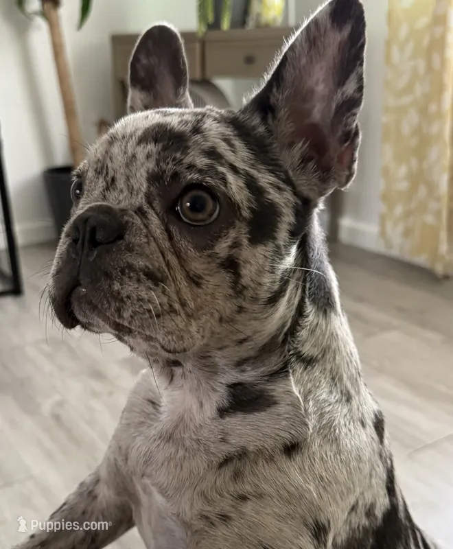 JenniMini – French Bulldog puppy for sale in San Diego, CA