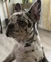 JenniMini, a female French Bulldog for sale in San Diego, CA – 1 of 3