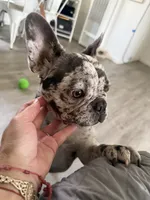JenniMini, a female French Bulldog for sale in San Diego, CA – 3 of 3