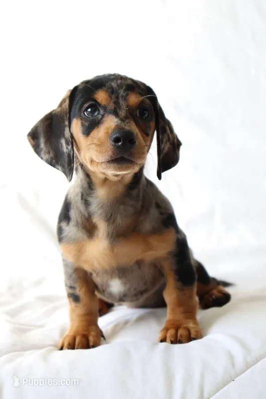 Bonnie, a male Miniature Dachshund for sale in San Diego, CA – Photo 1 of 4