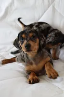 Bonnie, a male Miniature Dachshund for sale in San Diego, CA – Photo 4 of 4