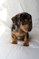 Bonnie, a male Miniature Dachshund for sale in San Diego, CA – Photo 2 of 4