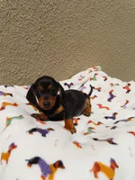 Lucas, a male Miniature Dachshund for sale in San Diego, CA – 4 of 6