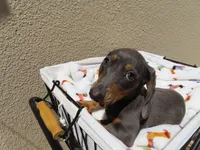 Luccas, a male Miniature Dachshund for sale in San Diego, CA – 7 of 7