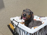 Luccas, a male Miniature Dachshund for sale in San Diego, CA – 6 of 7