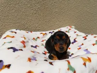 Lucas, a male Miniature Dachshund for sale in San Diego, CA – 5 of 6