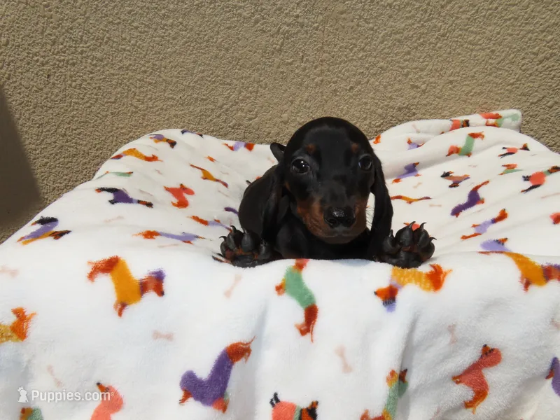 Lucas – Miniature Dachshund puppy for sale in San Diego, CA