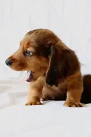 Penny, a male Miniature Dachshund for sale in San Diego, CA – Photo 6 of 7